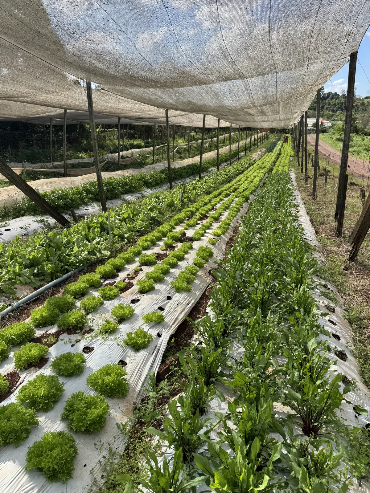 Canteiros de hortaliças cultivados na propriedade da Horta Purper